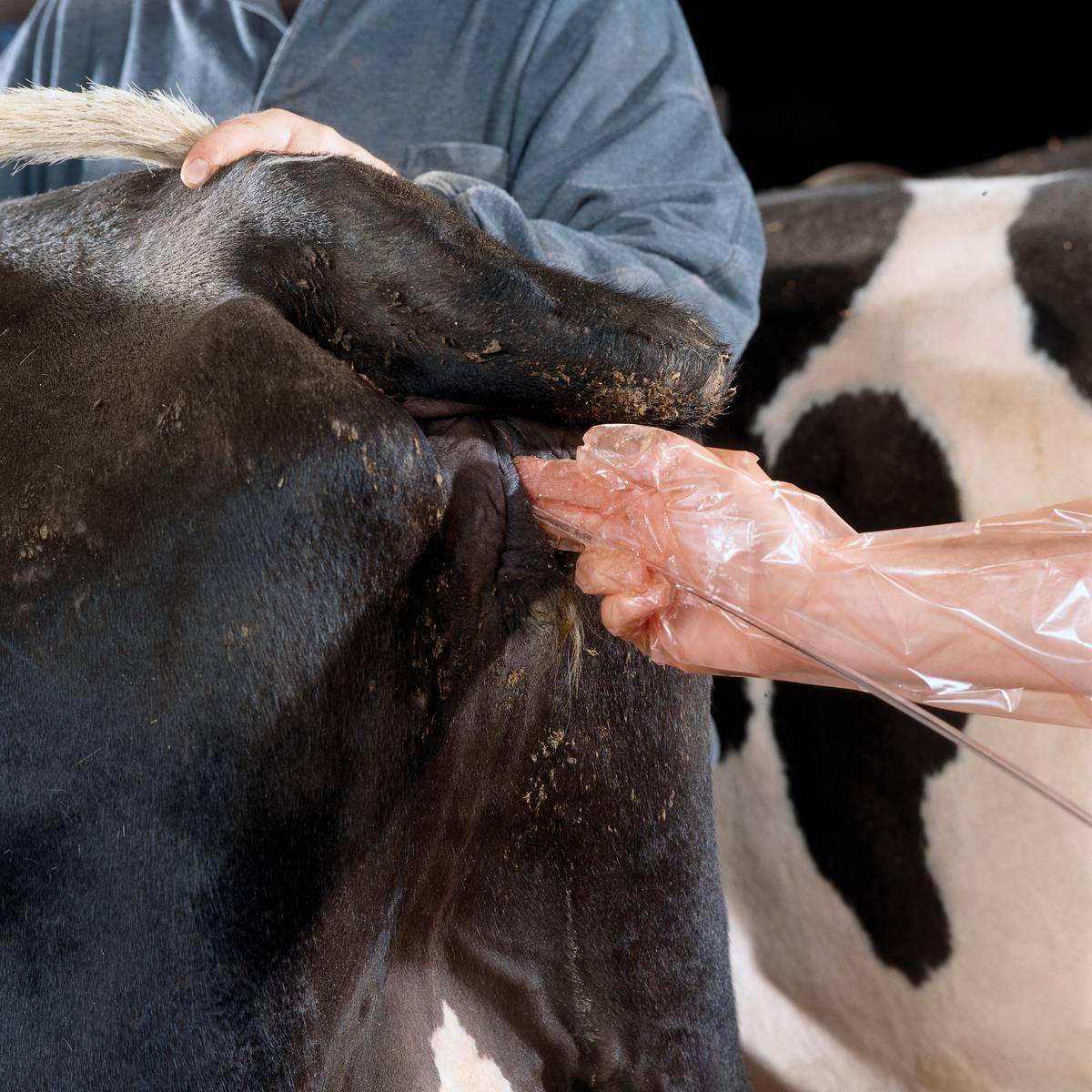 Ветеринария крс | лечение эндометритов у коров