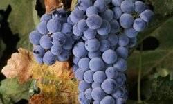 Как вырастить виноград сорта Шахтёр