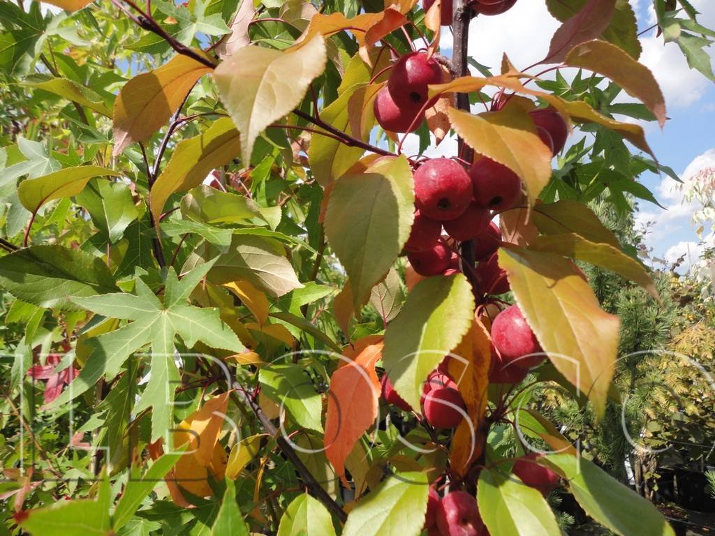 Яблоня роялти: особенности сорта и ухода