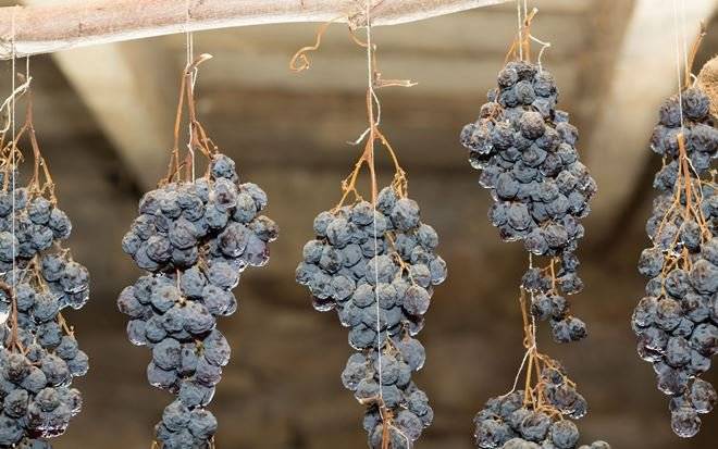 Как хранить виноград: правила и способы в домашних условиях на зиму, сроки