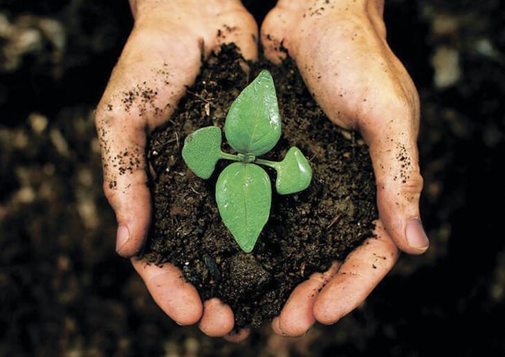 Биопрепараты для защиты растений от вредителей и болезней – методы и принципы действия, преимущества, производители и типы