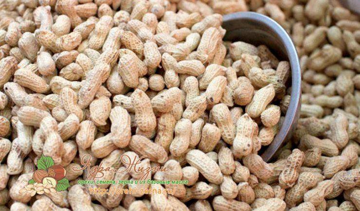 Земляной орех арахис - выращивание, как сажать, уход, сбор урожая, хранение