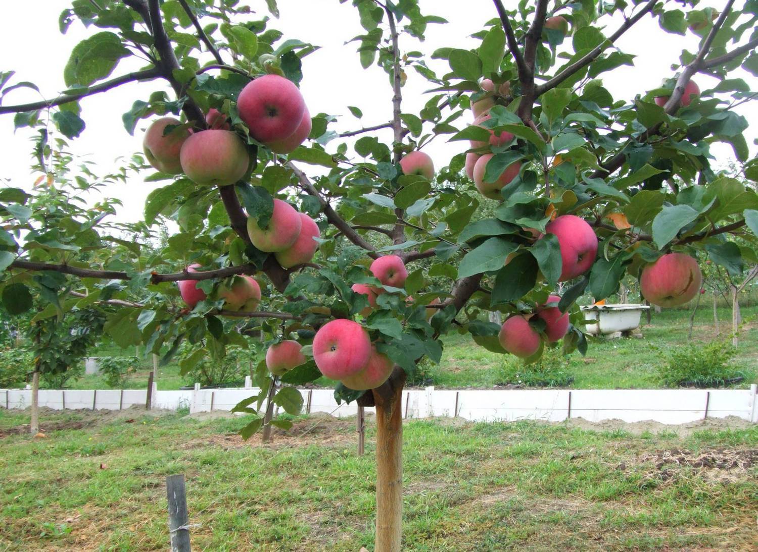 Описание сорта яблони мантет