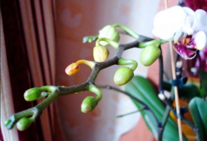 Почему пропадают орхидеи и от чего погибает растение в домашних условиях, из-за чего растение умирает в квартире, фото и видео от специалистов
