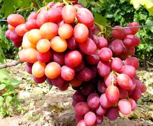 Виноград «анюта»: описание сорта, фото и отзывы
