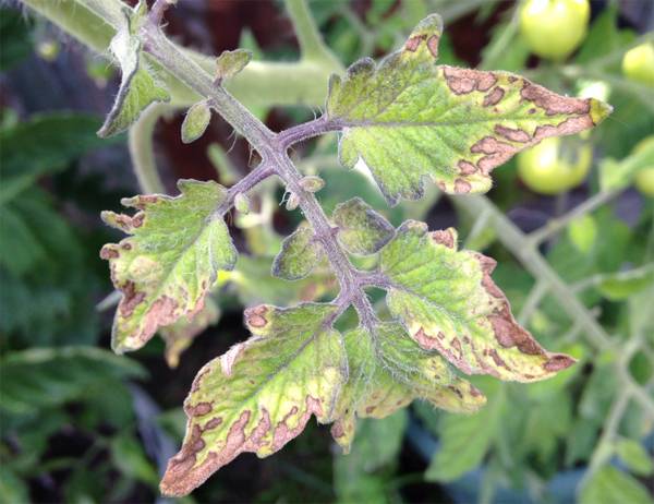 Скручиваются листья у помидоров – самая распространенная причина и что можно сделать