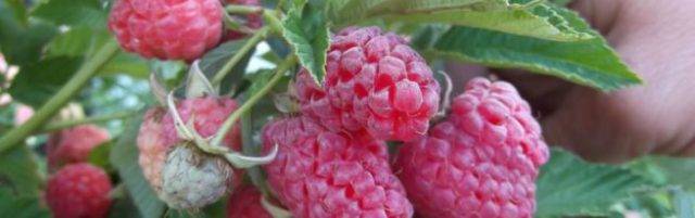 Малина таруса: описание сорта и характеристика ягодного дерева, видео и фото