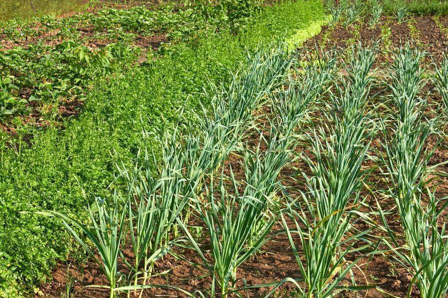 Хотите знать, как вырастить крупный чеснок на своем огороде — следуйте полезным советам от опытных дачников