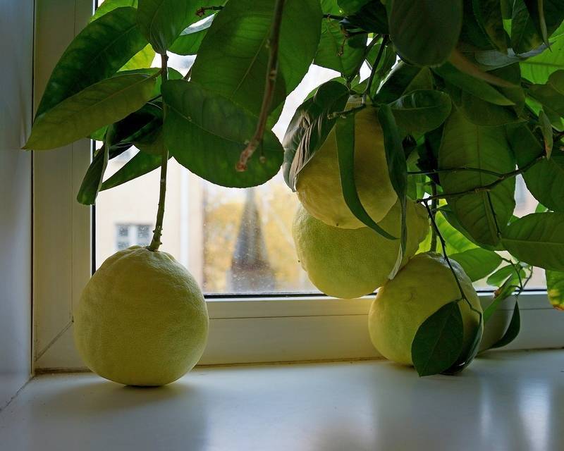 Болезни и вредители лимона, лечение и профилактика, а также как восстановить поврежденное растение