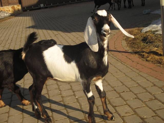 Нубийские козы: описание породы, фото, цена