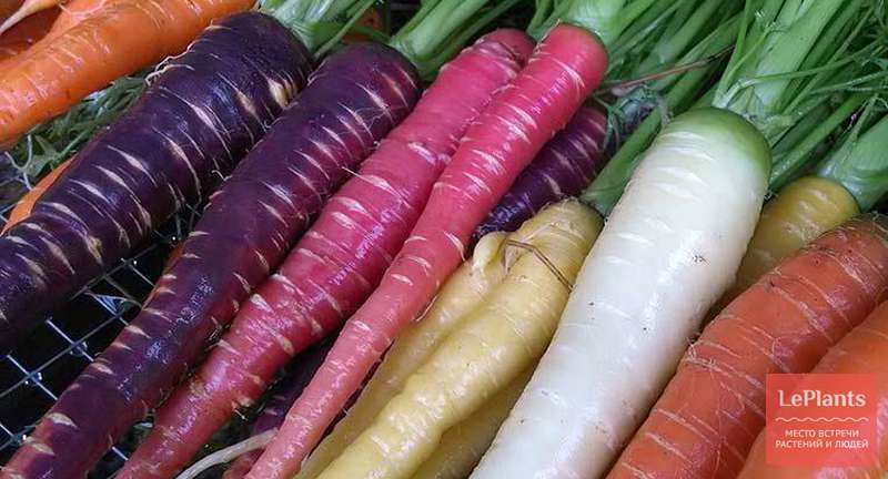 Лучшие сорта семян моркови для сибири
