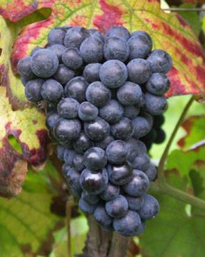 Виноград "дюжина": описание сорта, фото, отзывы