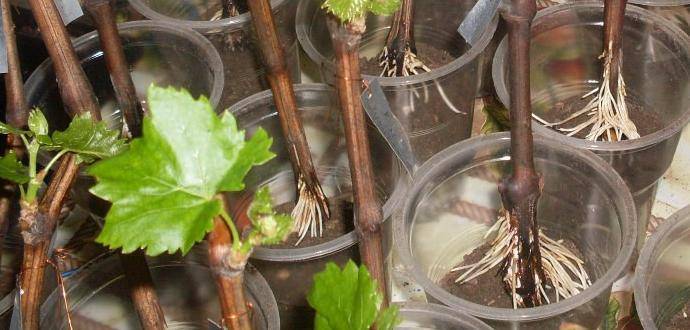 Выращивание винограда из черенков: хранение, проращивание, посадка в открытый грунт и теплицу