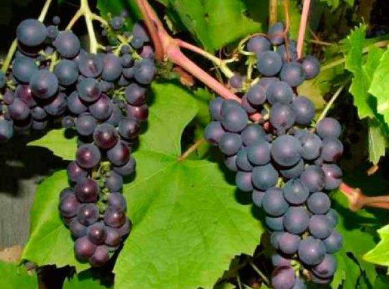 Виноград изабелла: посадка и уход, описание сорта, польза и вред