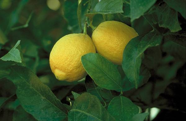 Комнатный лимон. перечень и описание комнатных сортов.