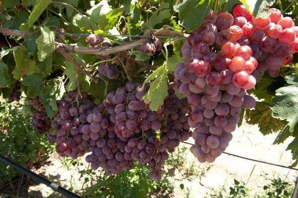Сажаем виноград ранней весной: как провести процедуру грамотно
