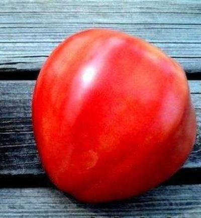 Характеристики и особенности агротехники томата кострома: объясняем по порядку