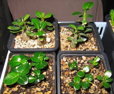 Как вырастить адениум из семян в домашних условиях