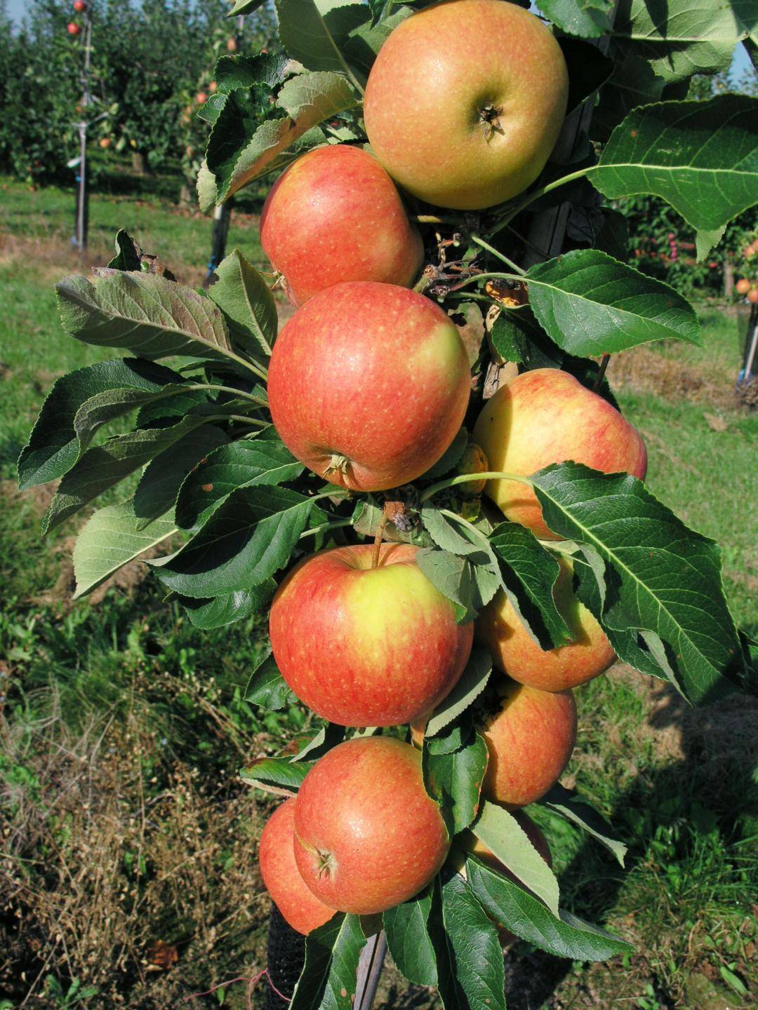 12 зимостойких сортов яблонь: вкусные для сибири, лучшие морозоустойчивые, полукультурка