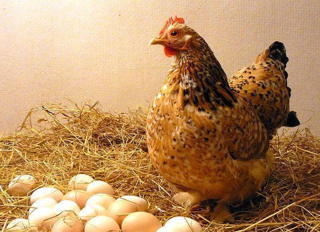 У несушек мелкие яйца — причины и что делать, как кур кормить