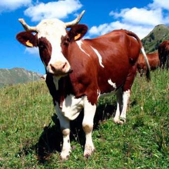 От чего зависит продолжительность жизни домашней коровы