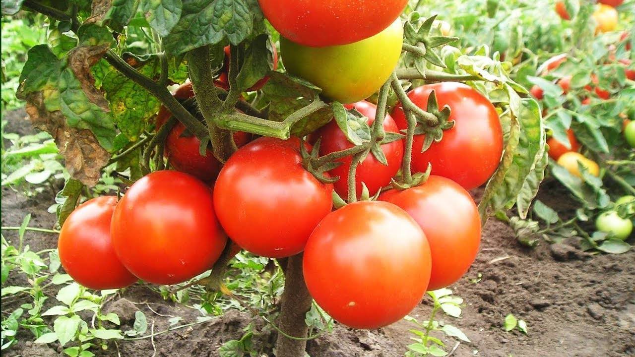 Марганцовка полив помидоров | вырасти сад!