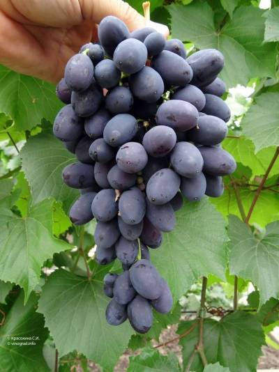 Виноград «кодрянка»: описание сорта, фото и отзывы