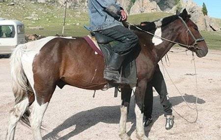 Монгольская лошадь – от первых упоминаний до сегодняшнего состояния