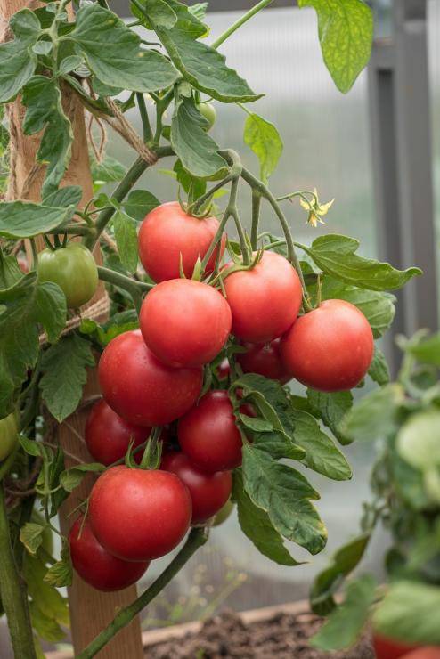Как выбрать томаты для выращивания и употребления. 5 способов повысить урожай томатов