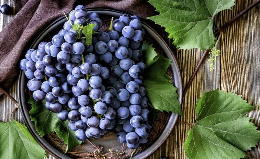 Описание и фото винограда сорта изабелла, польза и вред, отзывы