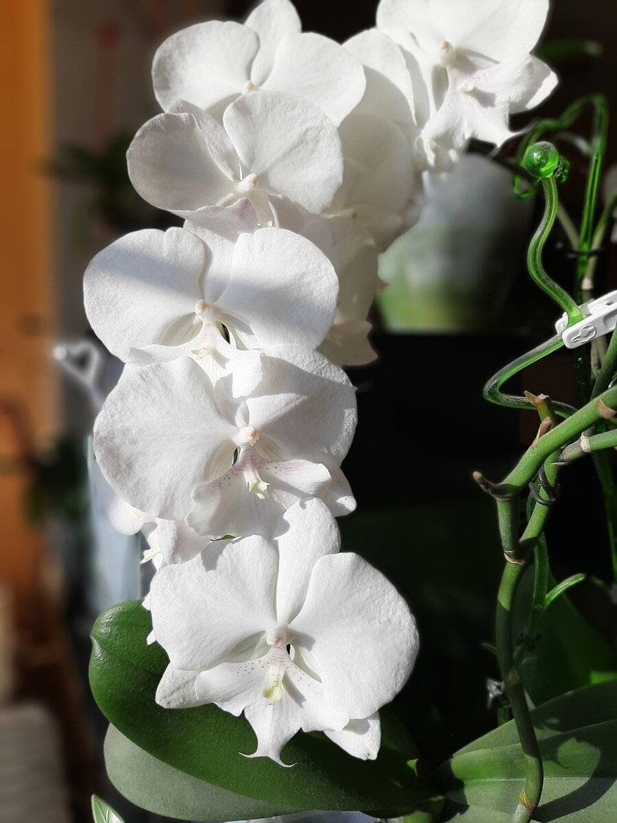 Почему сохнут корни у орхидеи