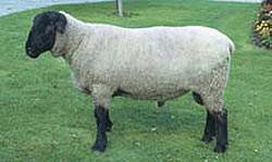 Суффолк овцы: описание породы и характеристики, особенности содержания