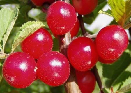 Войлочная (китайская) вишня: фото и описание сорта, отзывы садоводов