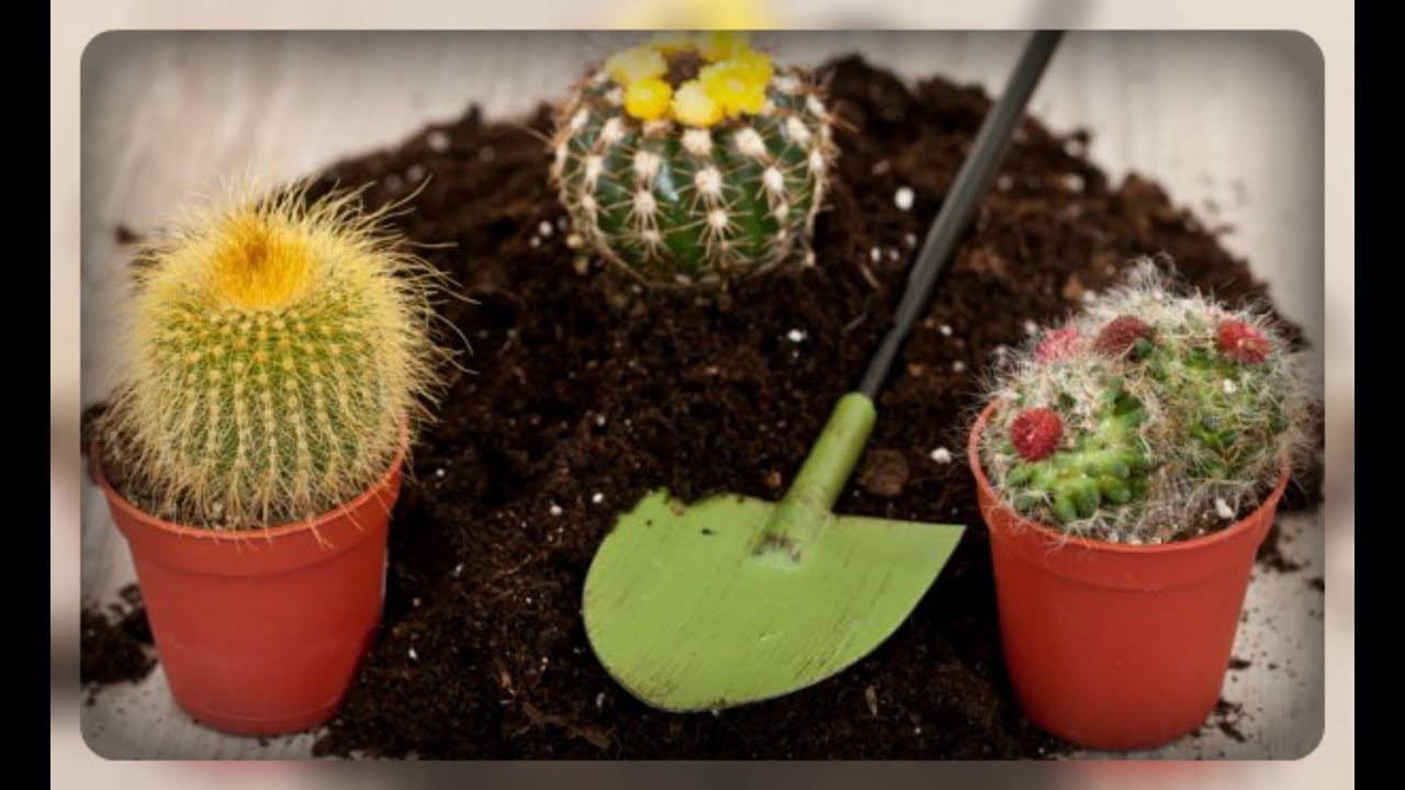Как пересадить кактус: варианты в домашних условиях