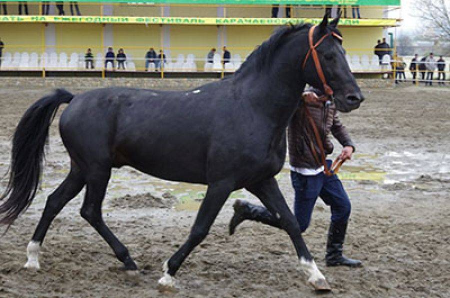 Общие характеристики и особенности карачаевской породы лошадей