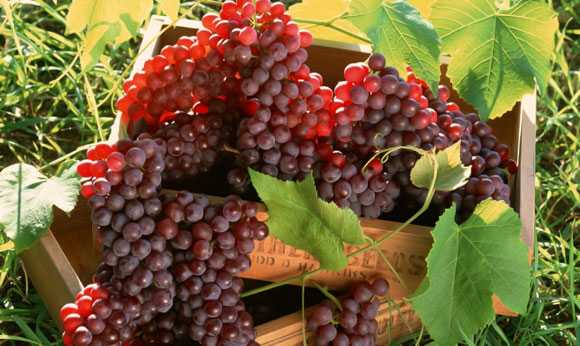 Как укрыть молодой виноград на зиму