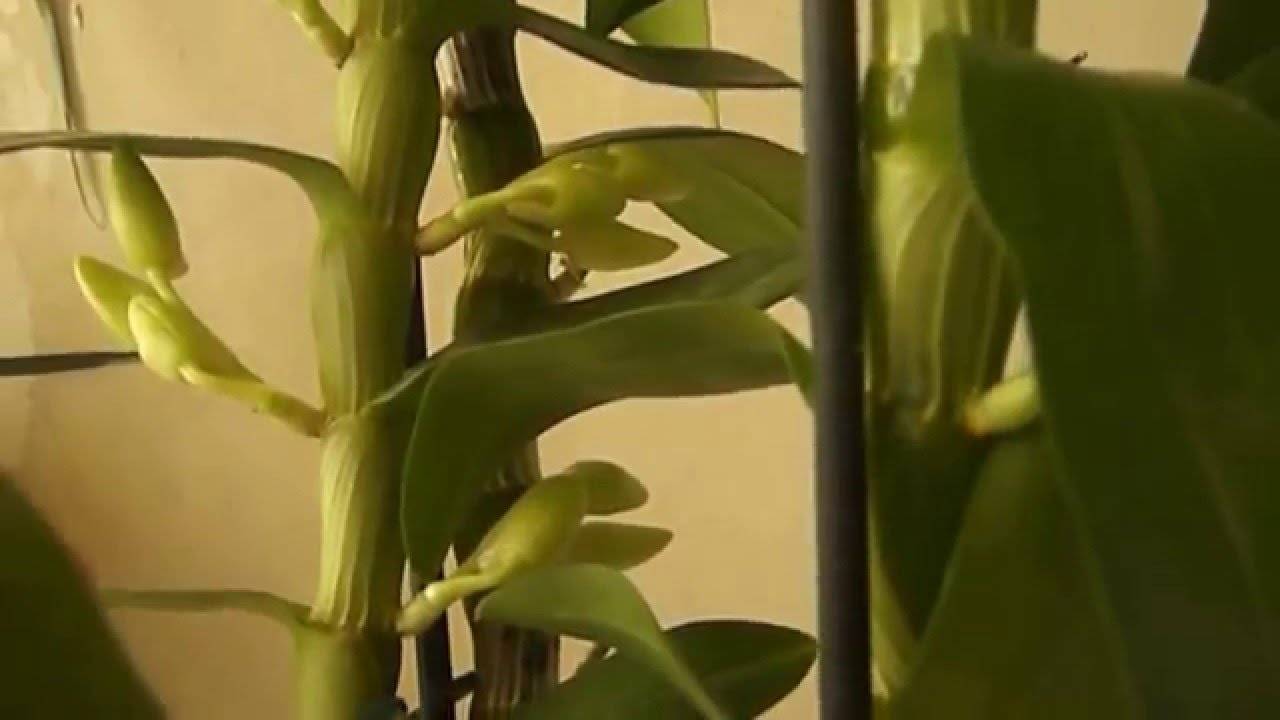 Полив орхидеи дендробиум нобиле