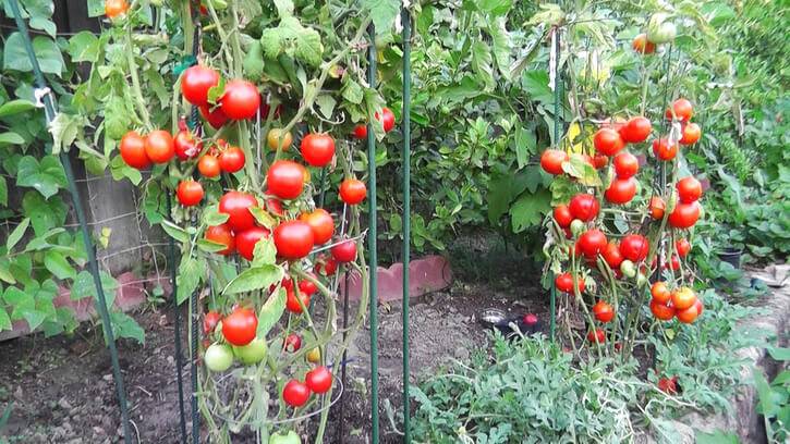 Как вырастить помидорное дерево в домашних условиях: спрут, цифомандра и другие разновидности, отзывы, фото и видео