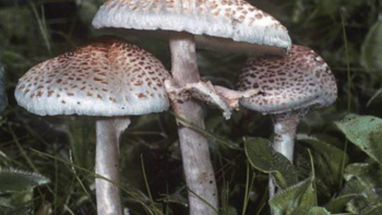 ✅ грибы курятники фото и описание. описание гриба зонтика краснеющего и особенности применения - живой-сад.рф
