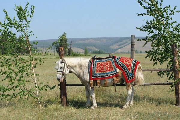 Якутская порода лошадей: характеристика, достоинства и недостатки