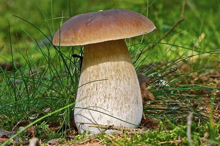 Сыроежка - съедобные грибы | описание, фото и видео