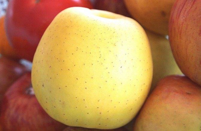 Яблоня сладкая нега — описание сорта, фото, отзывы
