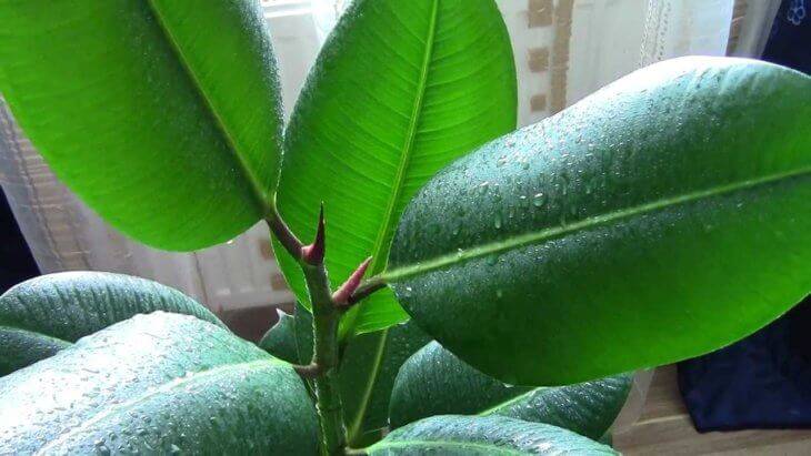 Фикус бенджамина: размножение в домашних условиях листом, черенками (отростками)