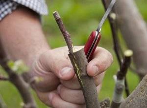 Как привить яблоню на дичку: пошаговое руководство для начинающих садоводов