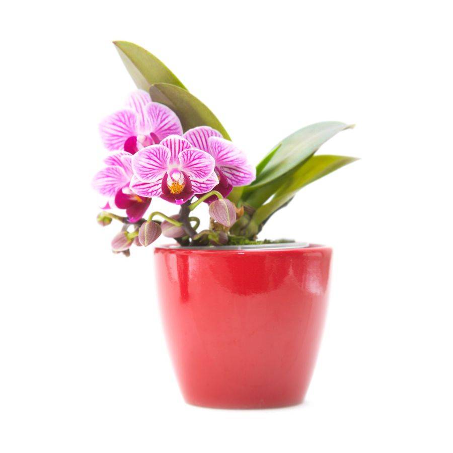Мини-орхидеи: карликовые фаленопсисы и другие марки, фото видов и сортов, ответы на вопросы, как пересадить цветок и вырастает он или остается всегда маленьким selo.guru — интернет портал о сельском хозяйстве