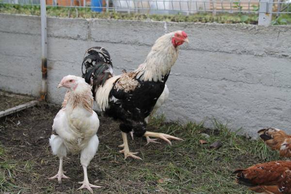 Куры породы геркулес (29 фото): описание взрослых кур и цыплят породы геркулес, особенности содержания, отзывы