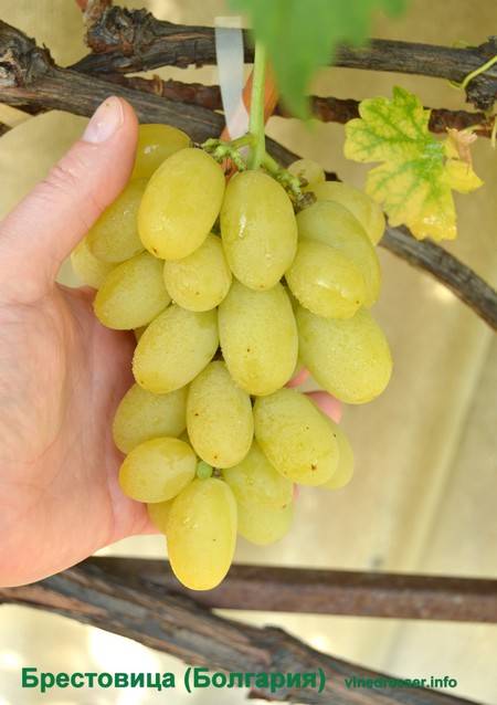 Правильная посадка винограда — залог хорошего урожая