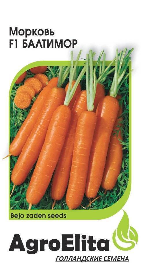 Любимец огородников — морковь балтимор f1. характеристика сорта и правила выращивания