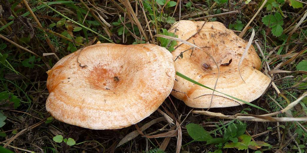 Рыжики: как выглядят грибы и где растут, когда собирать