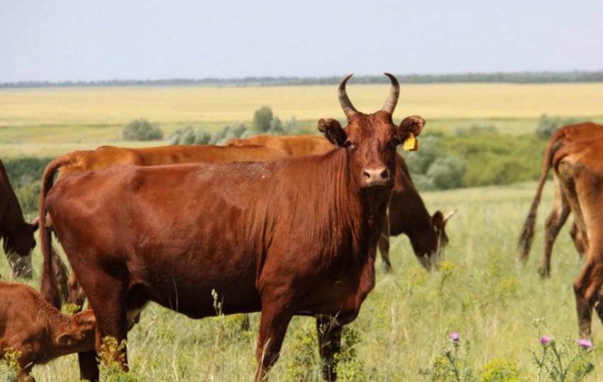 Калмыцкая порода коров: характеристика, описание и достоинства